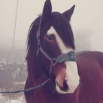 Melissa Nuttall - @prince_henry_the_shire - Instagram