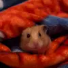 Melissa Oakley - @melissa.oakley4 - TikTok