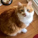 Melissa Swift Oakley - @missypoop - Instagram