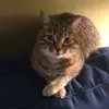 Melissa Olinger - @gazpachothecat2022 - TikTok