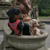 Melissa Orsi - @wee_maggie_moo_nanook - TikTok