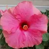 melissaparrottkol - @melissaparrottkol - TikTok