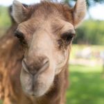 Melissa Peace - @bradley_farm_petting_zoo - Instagram