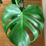 Melissa - @melissa_plants - Instagram