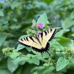 @melissaplants2022 - Instagram