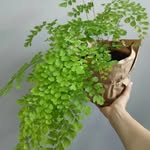 MELISSA.PLANTS🌿 - @melissa.plants.for.u - Instagram