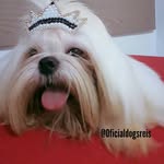 Melissa 🐶 e Polly 🐶 - @pollyolinha - Instagram