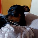 ⊹𓏲Polly melissa🐶 - @polly.melissa_ - Instagram