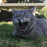 Melissa Postma - @postieandmooch - Instagram