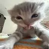 "　 　  ️" - @melissapreciado71 - TikTok