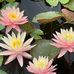 Melissa Prohaska Todd - Facebook