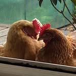 Melissa Prout - @melonthefarm - Instagram