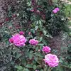 melissapyles04 - @melissapyles04 - TikTok