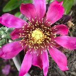 Melissa Radke Gersh - @plantingsucculence - Instagram