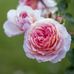 Melissa Rockefeller - Facebook