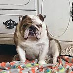 Melissa Chris Rohde - @roaddogbullies - Instagram