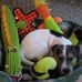 Melissa Roll - Facebook