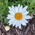 Melissa Rossetti - @rossetti38 - Instagram