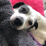 Soy la veterinaria - @melissasabogalp - Instagram