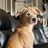 Melissa Sain - @misskona.luv - TikTok