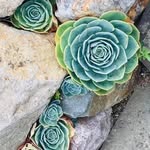 Melissa Schaaf - @melissamontgomery78 - Instagram