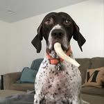 Melissa Scheuerman - @gunnerdoggsp - Instagram