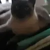 Melissa Schmit - @melissaschmit - TikTok