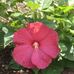 Melissa Schreck - Facebook