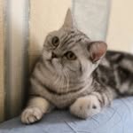 Меліса Оскарівна - @melissa_scottish_strayt - Instagram