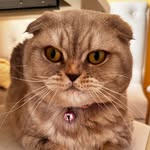 Кошка Мелисса - @melissa_scottishfold07 - Instagram