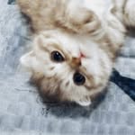 M E L I S S A - @melissa__scottishfold - Instagram