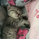 @melissa_scottishfold - Instagram