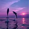 Melissa Shilling - @melissa.shilling - TikTok