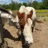 melissashirk432 - @melissashirk432 - TikTok