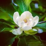 melissa shorter - @steelmagnolias73 - Instagram