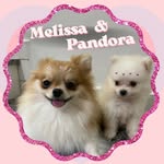 🍯 Melissa - Pandora 💍  | Spitz Alemão -  Lulu da Pomerânia - @melissaepandoraspitz - Instagram