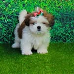 🌸 Nicolly 🌸Melissa - @shihtzu_nicolly_spitz_melissa - Instagram