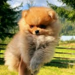 _Pomeranian spitz_ Melissa - @_pomeranian_spitz_melissa - Instagram