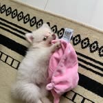 Melissa e Bethoven Spitz Alemão - @melissaspitzalemao - Instagram