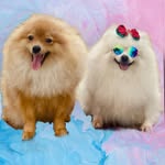 Melissa e Theo - @melissa_theo.spitz - Instagram