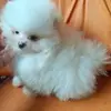 Melissa Janusis Spitz Alemão - @melissa.janusis.s - TikTok