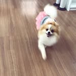 Melissa Trevisan - @spitz_melissa - Instagram