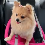Memel🐾🐶 - @spitz.melissa_ - Instagram