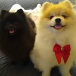 Spitz Melissa e Enzo - @spitz_melissaeenzo - Instagram