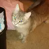 melissaspringste9 - @melissaspringste9 - TikTok