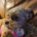 Melissa Stapleton - Facebook