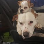 Melissa Stapleton Arwood - @melissa.arwood.31 - Instagram