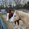 MelissaPerkinsStapleton - @melissaperkinsstapleton - TikTok