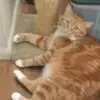 melissastapleton28 - @melissastapleton28 - TikTok