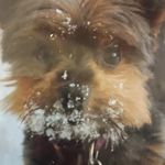 Melissa Stapley - @doggyyt67 - Instagram
